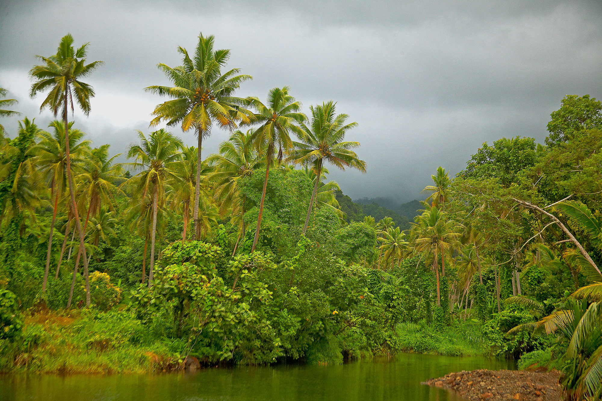 rainforest, Taveuni Island